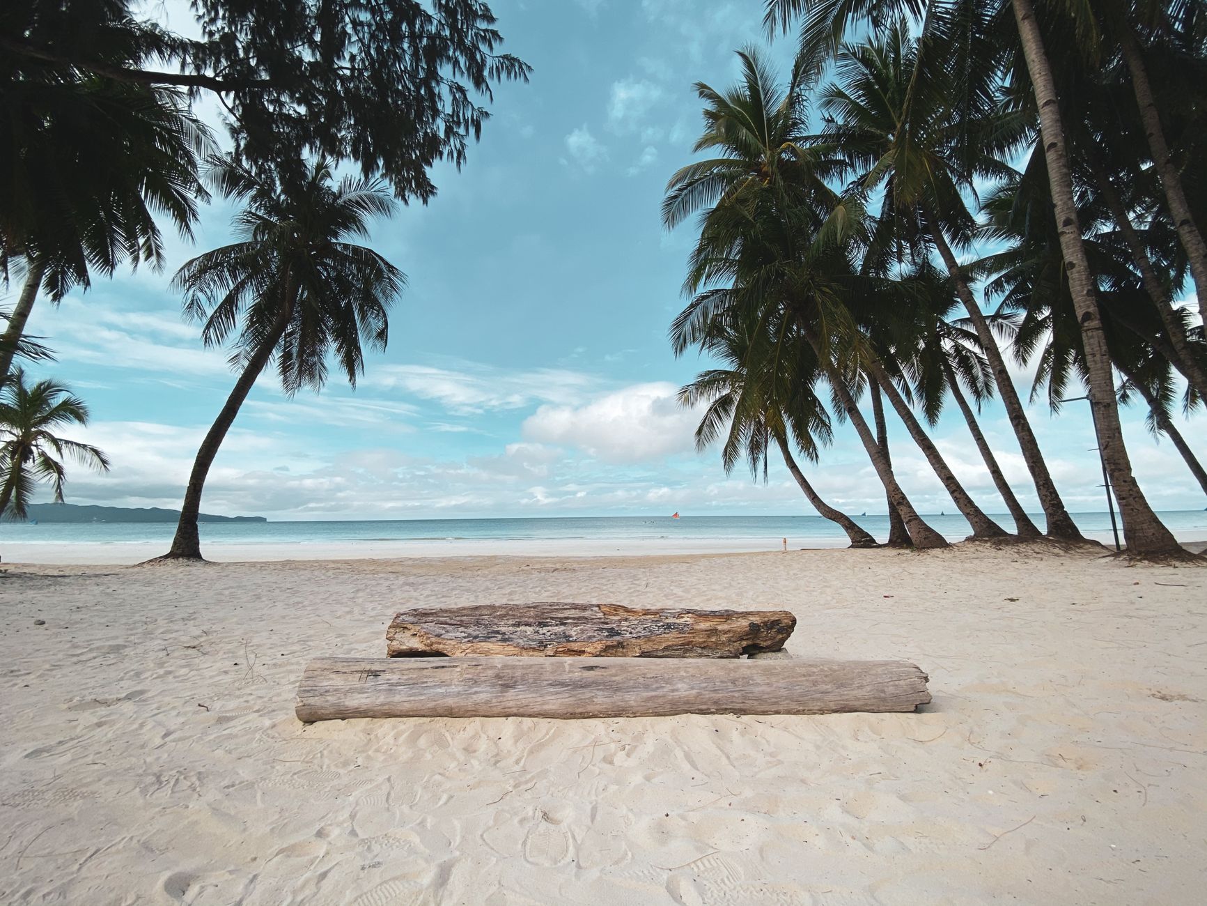 Driftwood logs lie on pale sand beneath palm trees beside a calm sea (illustrative stock photo).