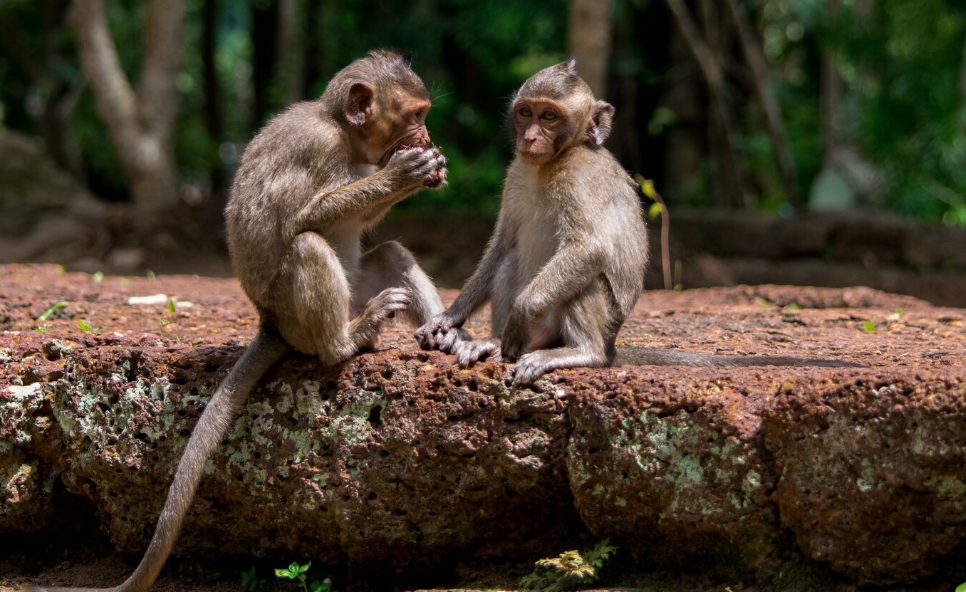 Officials move to deal with long-tailed macaques in Hua Hin