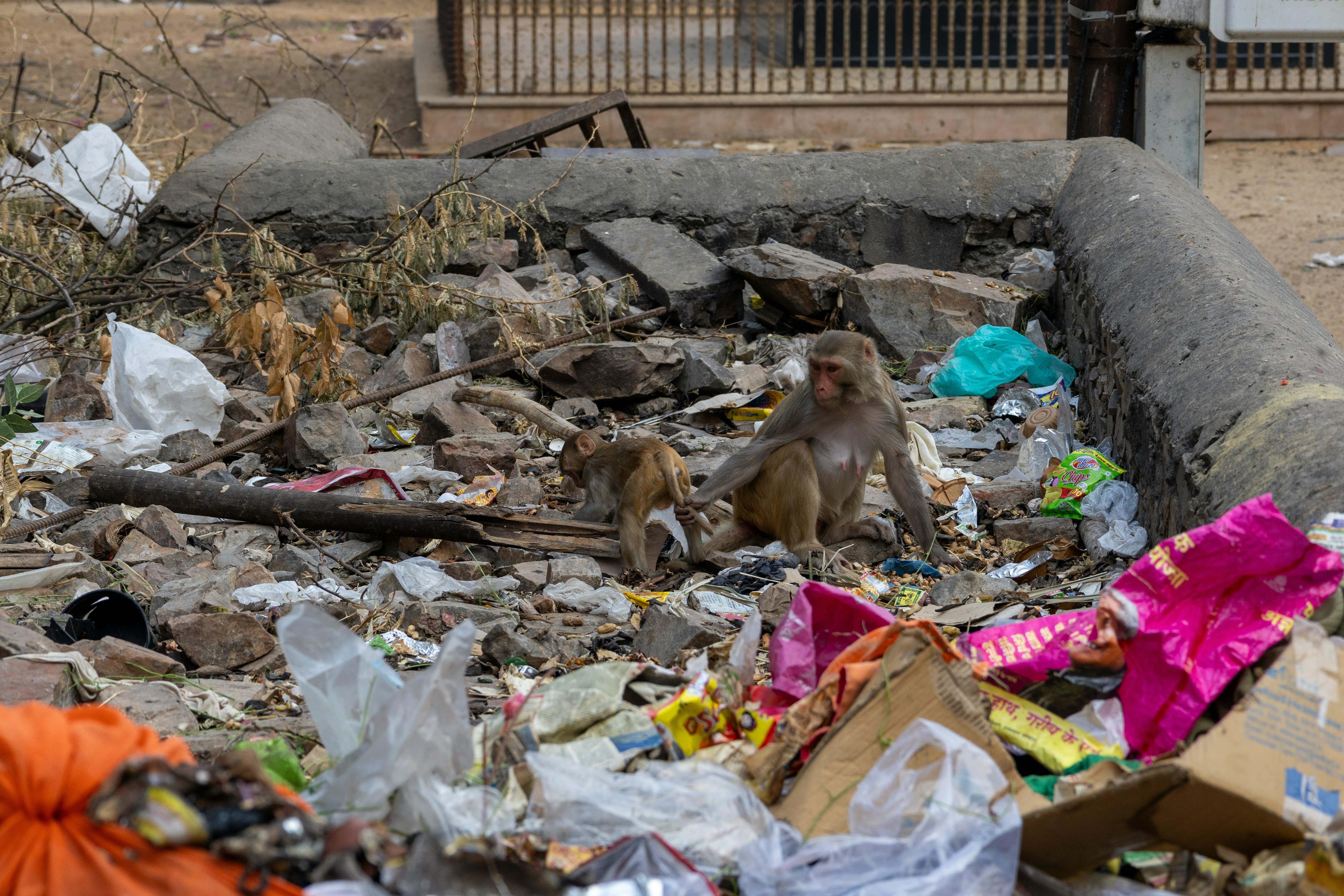 Overpopulation macaques in Hua Hin