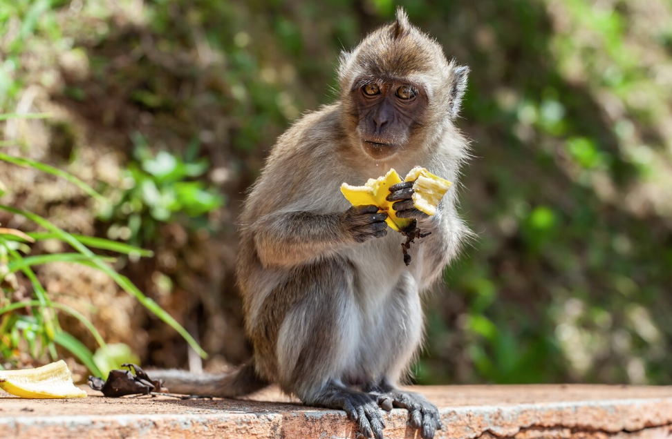 Management of macaques in hua hin
