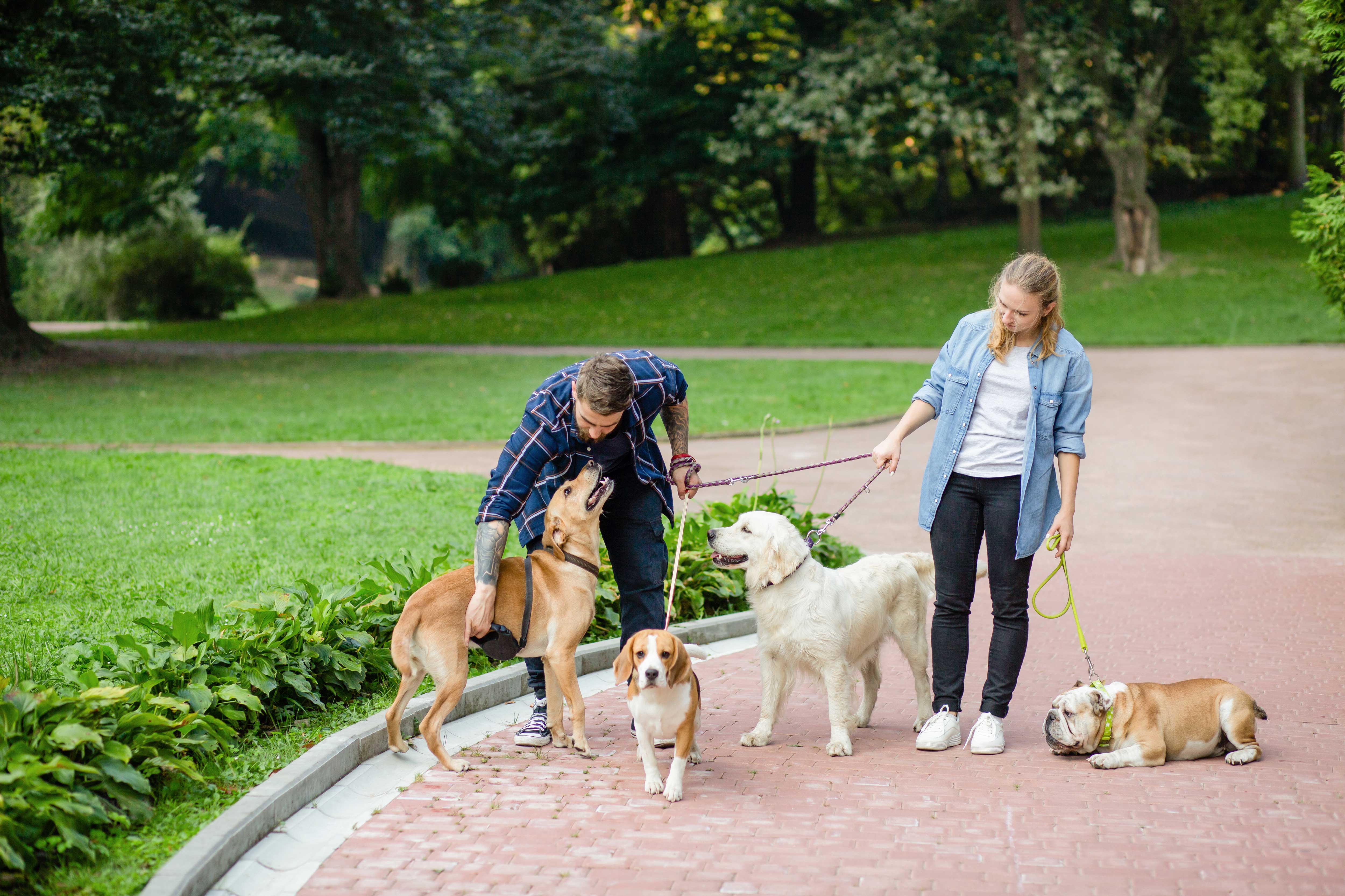 Dog Sitter & PetVacay in Hua Hin