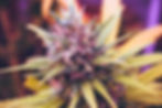 Where to find cannabis in Hua Hin