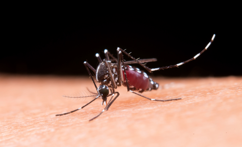 Zika Virus in The headlines again